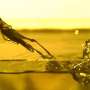 New robot swims and jumps like a Chinese rice grasshopper