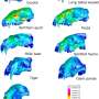 Study sheds light on the diversity of carnivore skull shapes and their function