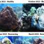 research articles about coral reefs