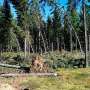 Norway spruce in Finland is susceptible to European spruce bark beetle damage especially near clear-cuts: Study