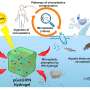 Novel hydrogel removes microplastics from water
