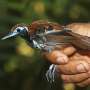 Novel research sheds light on Amazonian birds' thermoregulatory strategies in a changing environment