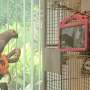 Pet parrots prefer live video-calls over watching pre-recorded videos
of other birds