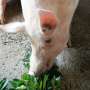Study shows copper beads in pig feed reshape swine gut microbiome