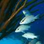 Respiratory stress response that stunts temperate fish also affects
coral reef fish