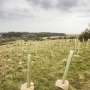 Saturated soils could impact survival of young trees planted to
address climate change