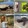 Saving the Mary River turtle: How the people of Tiaro rallied behind
an iconic species