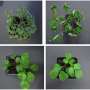 Scientists identify genetic mechanism responsible for plant leaf diversity