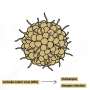 Scientists identify key protein behind spread of shingles virus