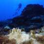 research articles about coral reefs