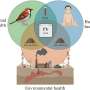 Sparrows as sentinels: Health study illustrates the interconnectedness of humans and wildlife