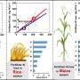 Study finds patterns of crop-specific fertilizer-nitrogen losses, opportunities for sustainable mitigation