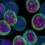 stem cell research studies