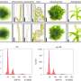 SynMoss project grows moss with partially synthetic genes