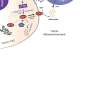 Targeting protein interactions may boost antitumor immunity in breast
cancer