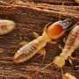 Genetic analyses show how symbiotic bacteria in termite gut has changed over course of evolution
