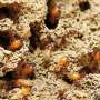 Invasive termites dining in our homes will soon be a reality in most
cities, says research