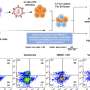 Unlocking the mechanisms of HIV in preclinical research