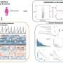 Unveiling gender differences in cancer: New insights into genomic instability