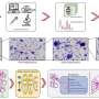 Using AI to trace the origins of metastatic cancer cells