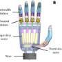 Research proposes virtual-dimension increase of EMG signals for
prosthetic hands gesture recognition