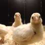 Why do male chicks play more than females? Study finds answers in distant ancestor