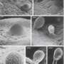 sperm cells journey