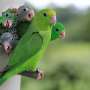 Why parrots sometimes adopt—or kill—each other's babies
