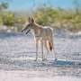 Verdict in for wildlife mystery in Nevada where DNA tests show suspected wolves were coyotes