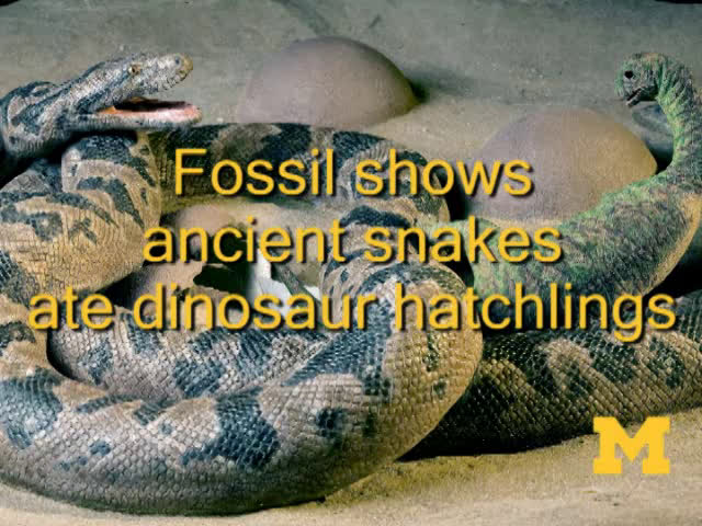 Anaconda' meets 'Jurassic Park': Study shows ancient snakes ate dinosaur  babies (w/ Video)