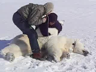 Polar Bears on Thin Ice  Center for Science Education