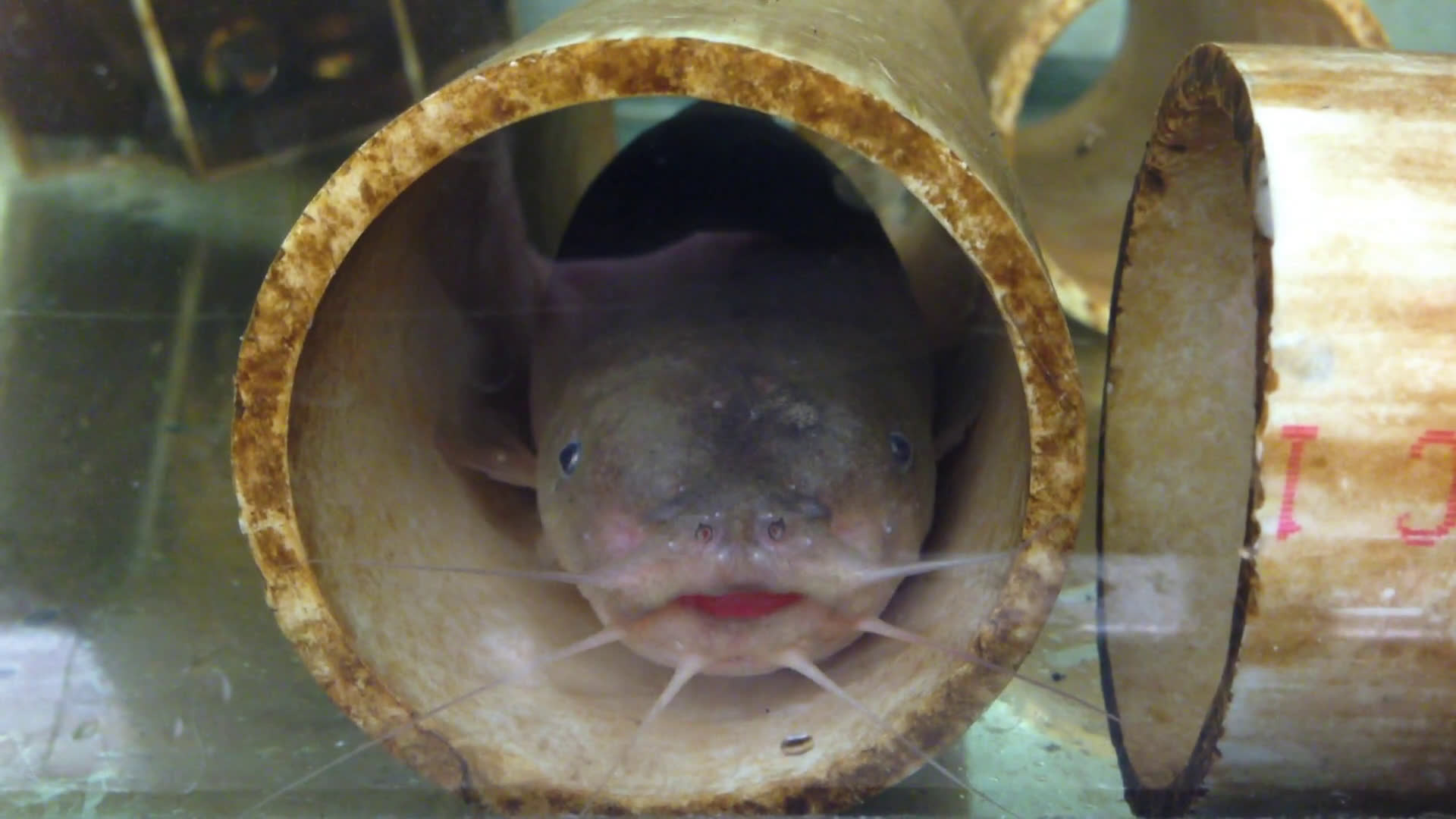 The shocking truth about electric fish: Sequencing electric eel genome