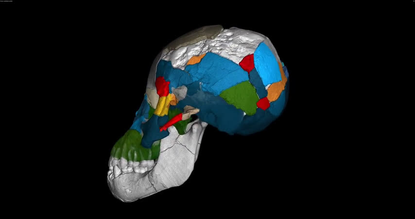 Researchers were not right about left brains