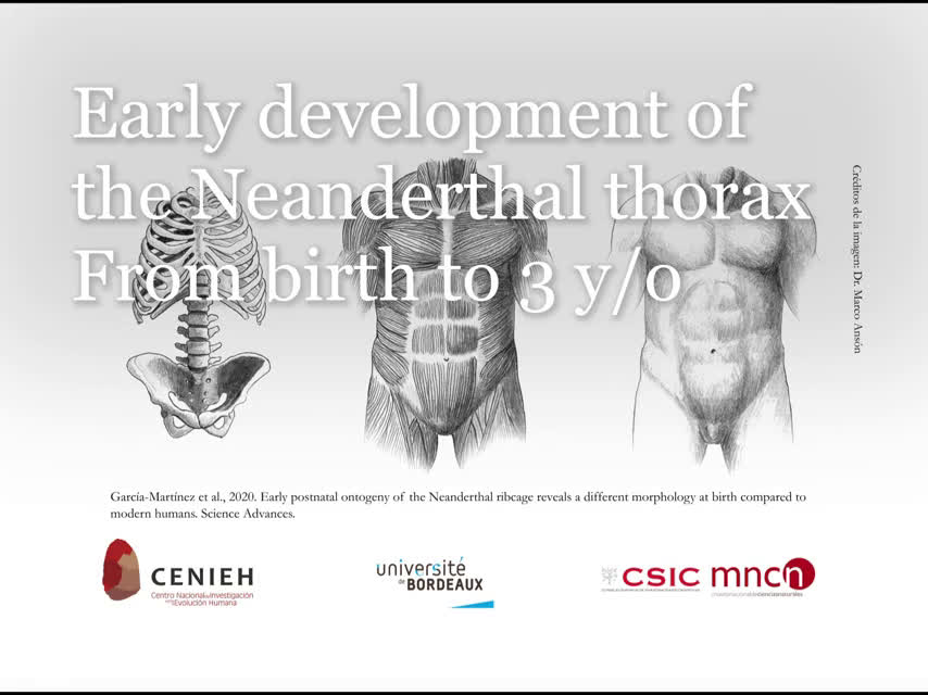 3-D model of Neanderthal rib cage busts myth of 'hunched-over