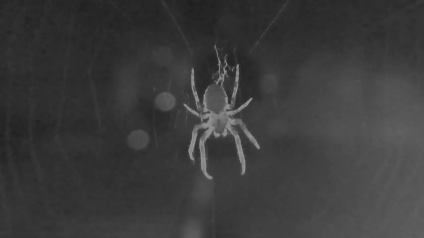 New study shows spiders use webs to hear