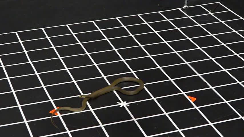 These snakes can jump—and scientists want to know why.